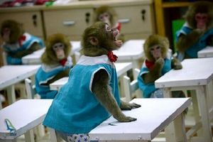میمون‌ها در تایلند به مدرسه می‌روند
