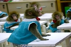 میمون‌ها در تایلند به مدرسه می‌روند