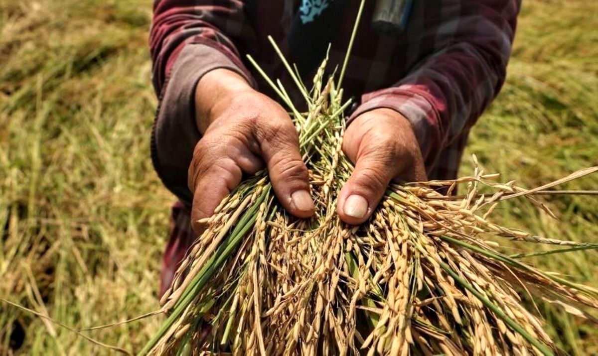 قیمت برنج شمال کشت امسال کیلویی چند؟ 