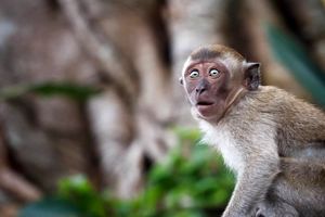 میمون «رزوس»؛ خطری برای حیات وحش ایران