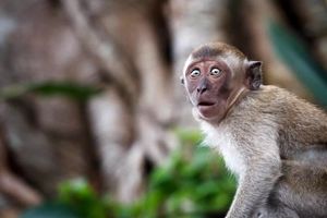 میمون «رزوس»؛ خطری برای حیات وحش ایران