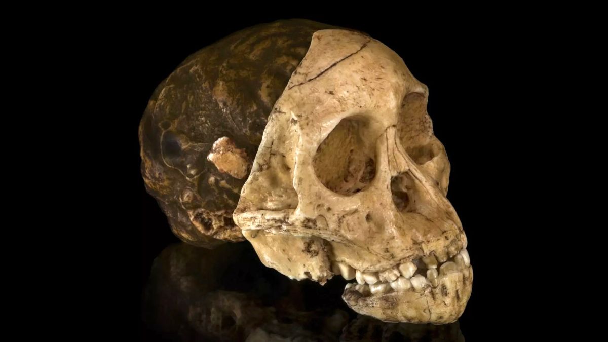 نتایج مطالعات تازه: فسیل مشهور «کودک تاونگ» 2.58 میلیون سال قدمت دارد
