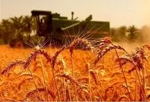 گرانی سم و کود؛ تهدیدی برای تولید محصولات استراتژیک