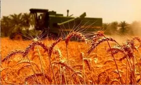 یک مقام مسئول: ۲۰ هزار تومان جایزه برای تحویل گندم در نظر گرفته شد
