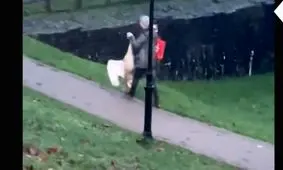 پلیس به دنبال مردی که یک قو را از گردن گرفت/ ویدئو