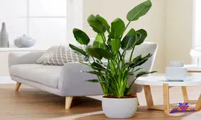 پرنده بهشتی که در گلدان لانه می‌کند! 