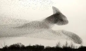 تصاویر حیرت انگیز از پروازهای دسته جمعی