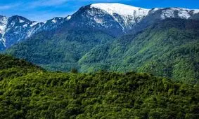  صدای جنگل هیرکانی را تا به حال شنیده بودید؟/ ویدئو