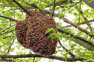 تولید عسل متوقف می شود/ ویروس هولناک در کمین زنبورهای عسل!