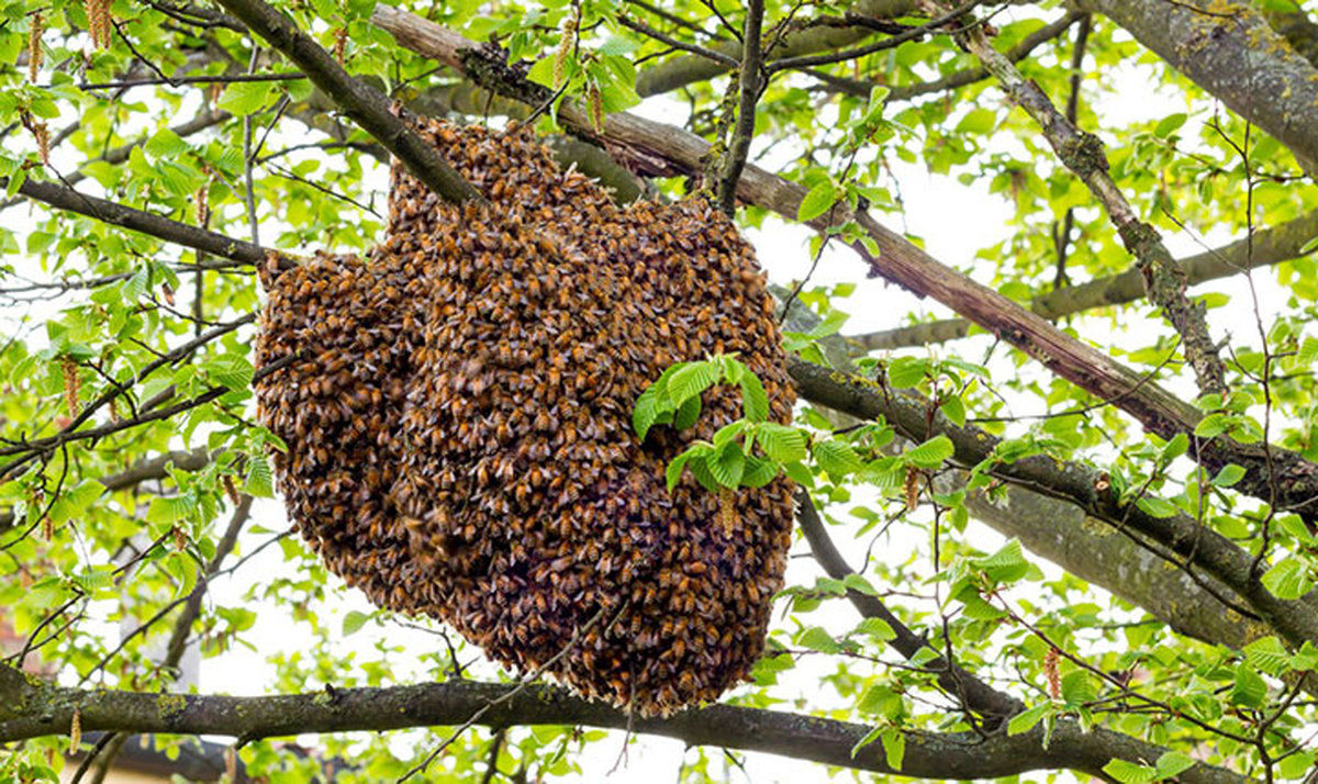 تولید عسل متوقف می شود/ ویروس هولناک در کمین زنبورهای عسل!