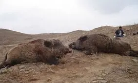 شیوع گرازخوری در ایران/ هر کیلو ۶۰ هزار تومان