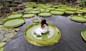 آیا برگ نیلوفر آبی می‌تواند وزن یک انسان را تحمل کند؟