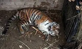 یک قلاده ببر در باغ وحش مشهد تلف شد