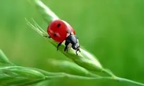 هجوم میلیون‌ها کفشدوزک به جنوب استرالیا/ ویدئو