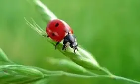 هجوم میلیون‌ها کفشدوزک به جنوب استرالیا/ ویدئو