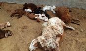جزئیات فوت چوپان و ۱۲۰ گوسفند در کانتینر یک تریلی در تیران اصفهان/ ویدئو