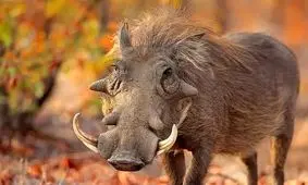 زشت‌ترین حیوانات جهان