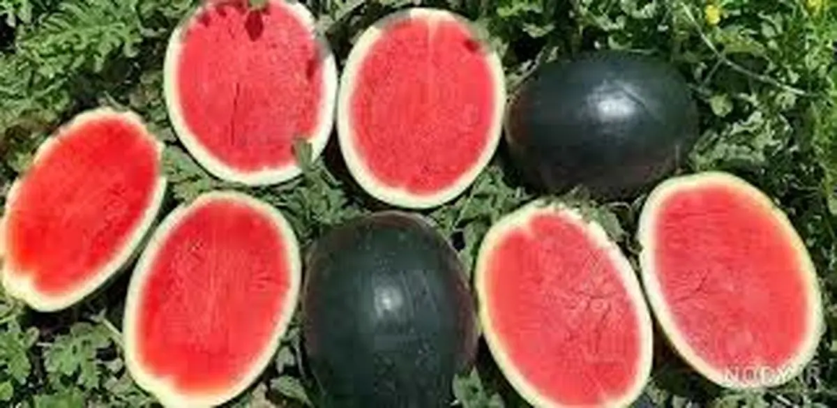 چگونه ژاپنی ها هندوانه های سیاه گرانقیمت را پرورش می دهند؟/ ویدئو