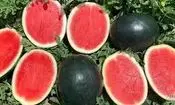 چگونه ژاپنی ها هندوانه های سیاه گرانقیمت را پرورش می دهند؟/ ویدئو