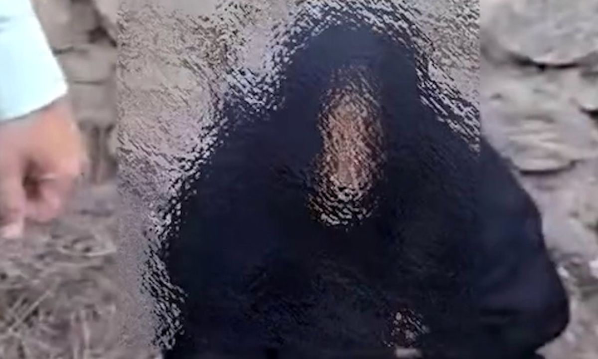 حمله مردی با لباس زنانه به یک زن ساروی/ ویدئو