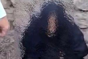 حمله مردی با لباس زنانه به یک زن ساروی/ ویدئو