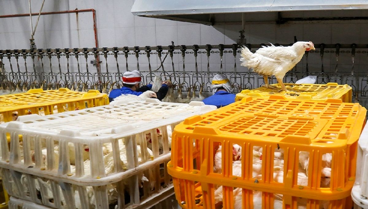 روند نزولی قیمت مرغ زنده ادامه دارد

