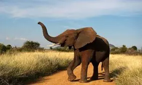 چرا فیل ها گوش‌ های 2 متری دارند؟