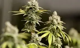 دلایل گرایش نوجوانان به مصرف «گل» چیست؟