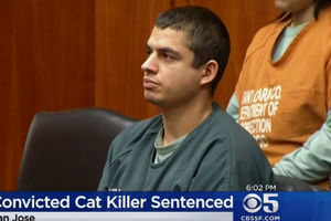 16 سال زندان برای قاتل سریالی گربه ها