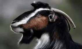 شیطنت یک بز برای سرقت پرونده ها/ ویدئو