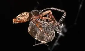 فرار عجیب عنکبوت گردباف نر پس از جفت‌گیری/ ویدئو