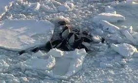 گرفتار شدن نهنگ‌های قاتل در آب‌های ژاپن