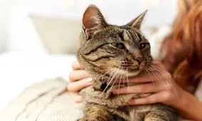 نگهداری گربه ممکن است خطر اسکیزوفرنی را دو برابر کند