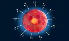 اکسیر جوانی در بدن انسان کشف شد

