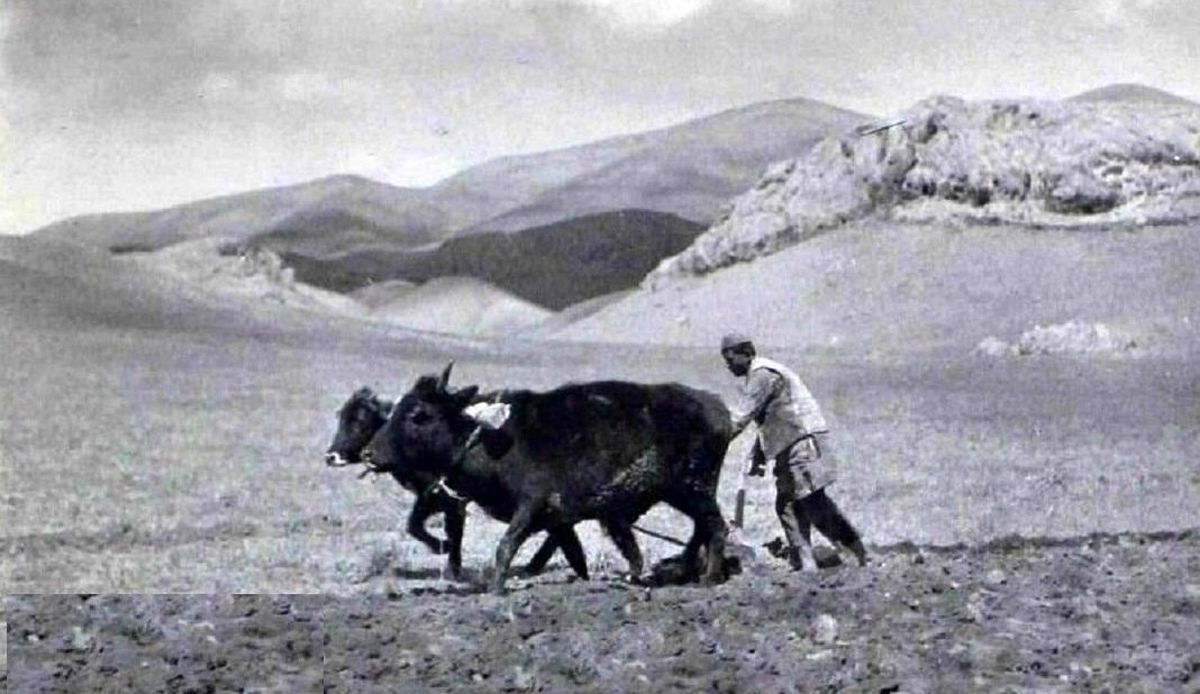 سفر به ایران قدیم؛ قیمت گندم در دوران رضاشاه چقدر بود؟