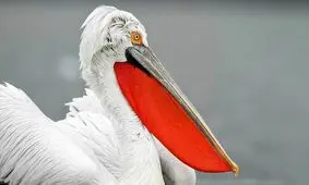 تصویر بی‌نظیر پرتره از پلیکان دالماسی