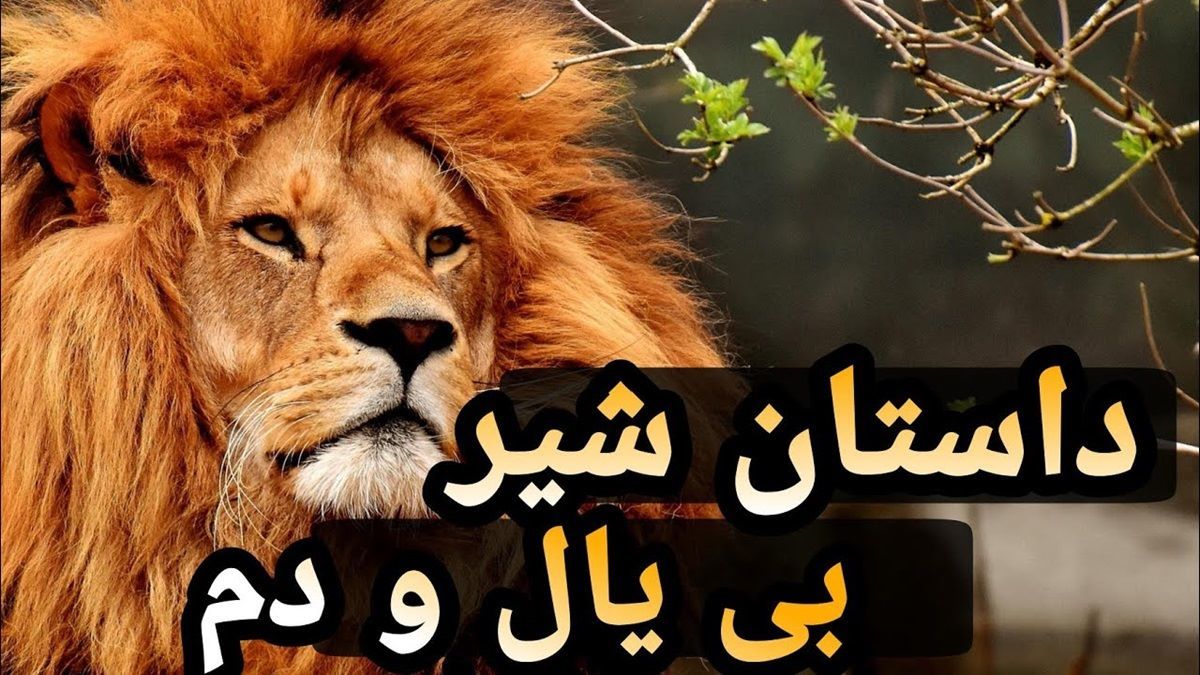 داستان شیر بی یال و دم 2