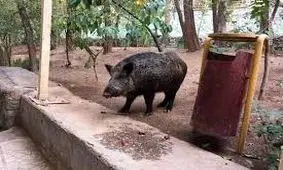 حضور عجیب گراز در بیمارستان لواسانی تهران/ ویدئو