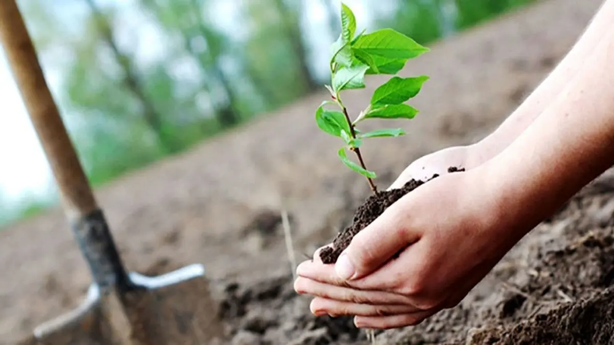 ۱۰ درخت مناسب برای کاشتن در باغچه
