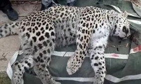 گونه‌های نادری که یکی یکی از دست می روند