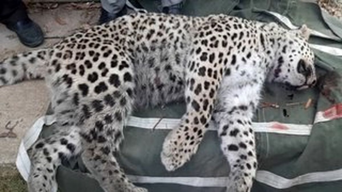 گونه‌های نادری که یکی یکی از دست می روند