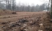 بازداشت یک مدیر به دلیل تخریب جنگل