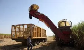 تولید بیش از ۱۰۰ هزار تن شکر خام در نیشکر دهخدا