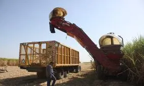 تولید بیش از ۱۰۰ هزار تن شکر خام در نیشکر دهخدا