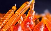 کشف ۶ تُن «نوشمک» غیرمجاز در بجنورد


