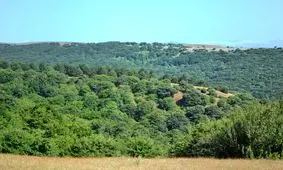 وجود ۸۰۰۰ گونه گیاهی در کشور