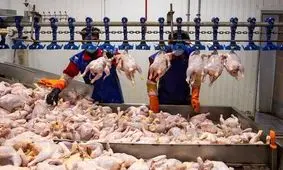 مرغ‌های وارداتی خروس از آب درآمد!

