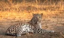 مشاهده یک قلاده پلنگ ایرانی در نزدیکی تهران/ عکس