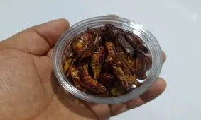 یک جفت سوسک شاخدار؛ ۸ تا ۱۵ میلیون تومان!