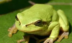 تصویر باورنکردنی از رشد یک قارچ در بدن یک قورباغه/ محققان چه می‌گویند؟